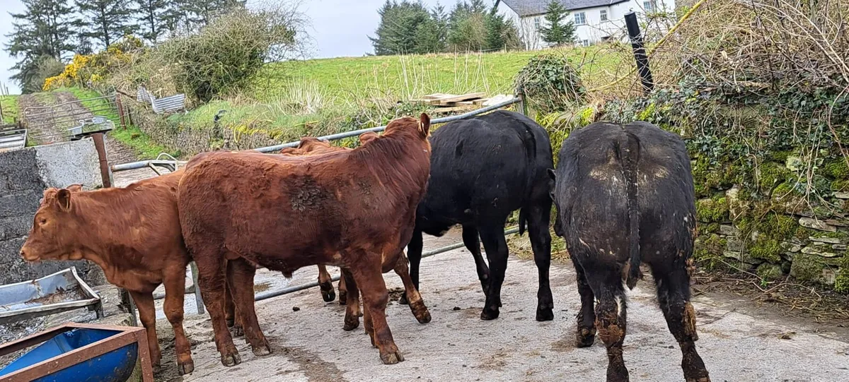 Weanling Bulls and Hiefers for sale - Image 3