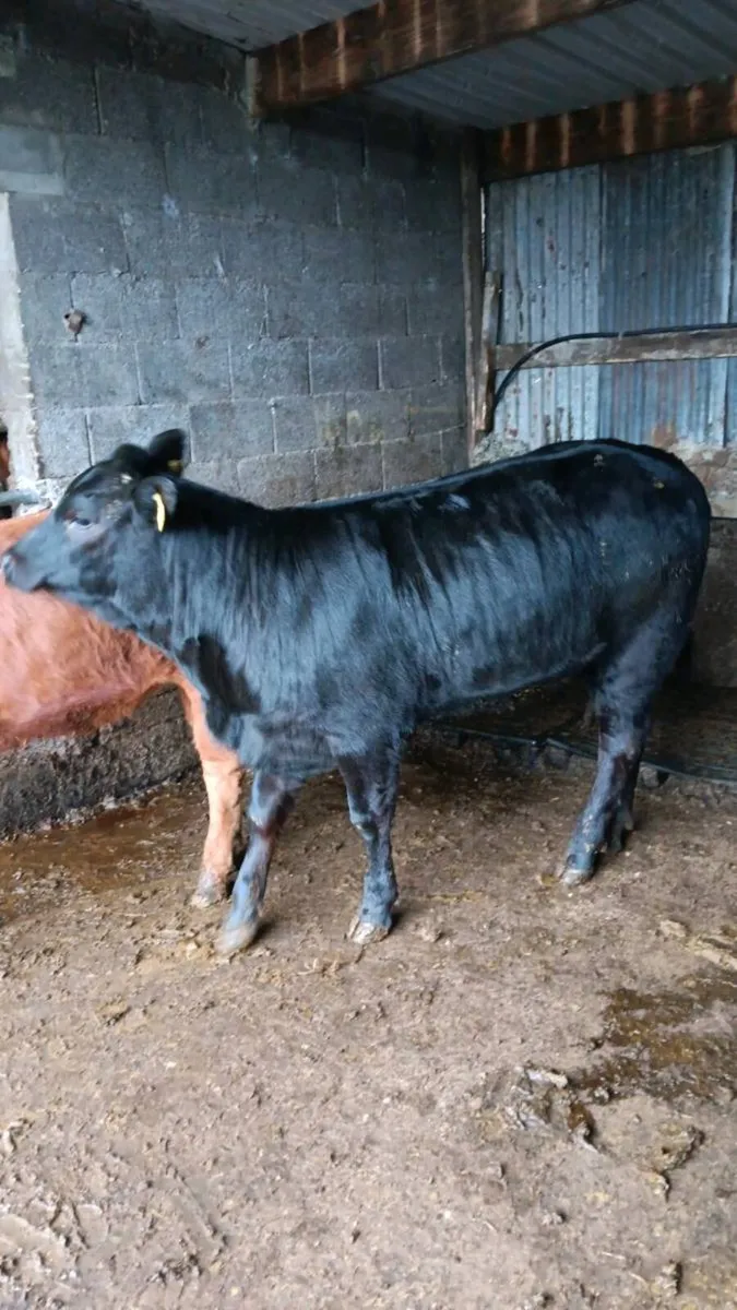 Weanling Bulls and Hiefers for sale - Image 4