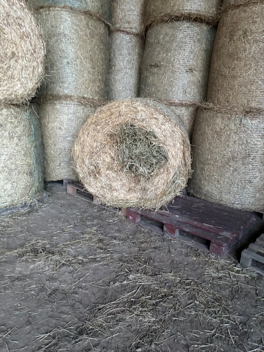 Premium Horse Hay - Image 1