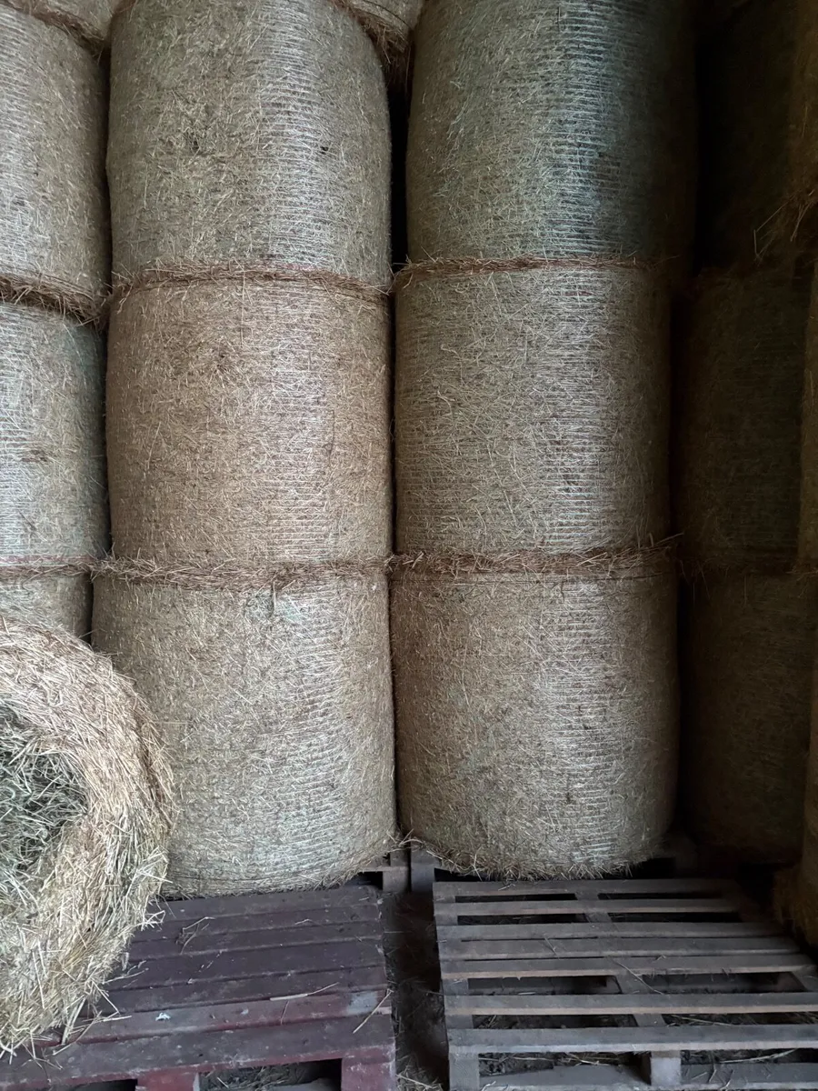 Premium Horse Hay - Image 2