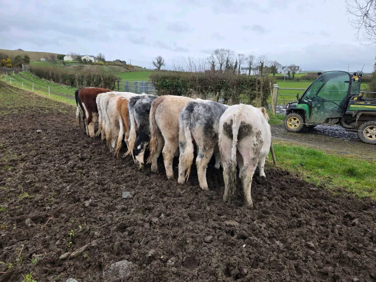 10 continental bullocks - Image 1