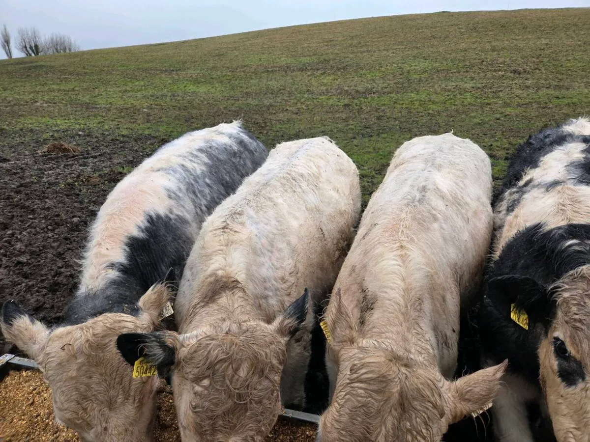 10 continental bullocks - Image 2