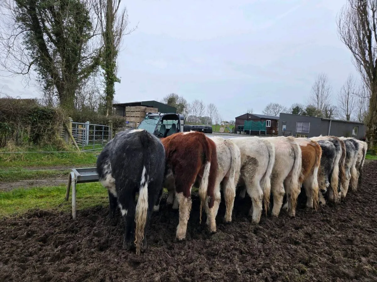 10 continental bullocks - Image 3