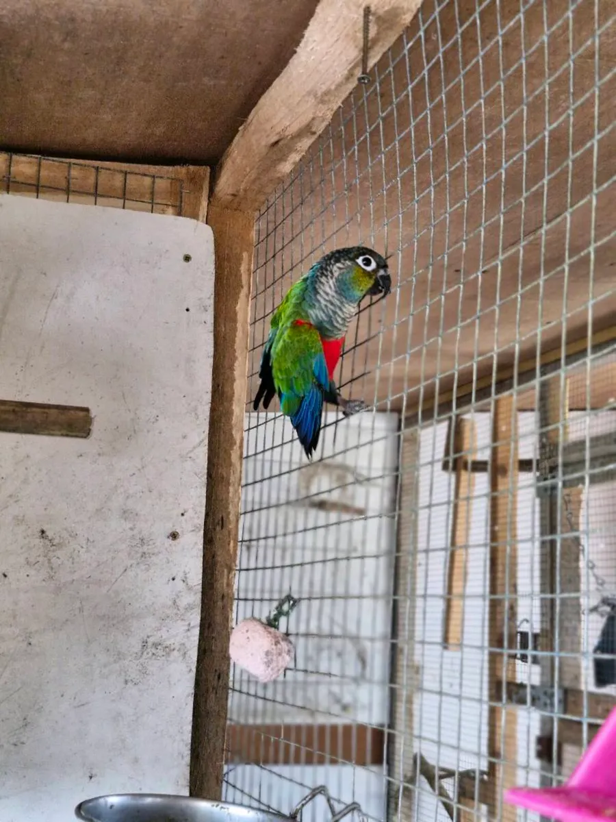 Crimson bellied conure - Image 1