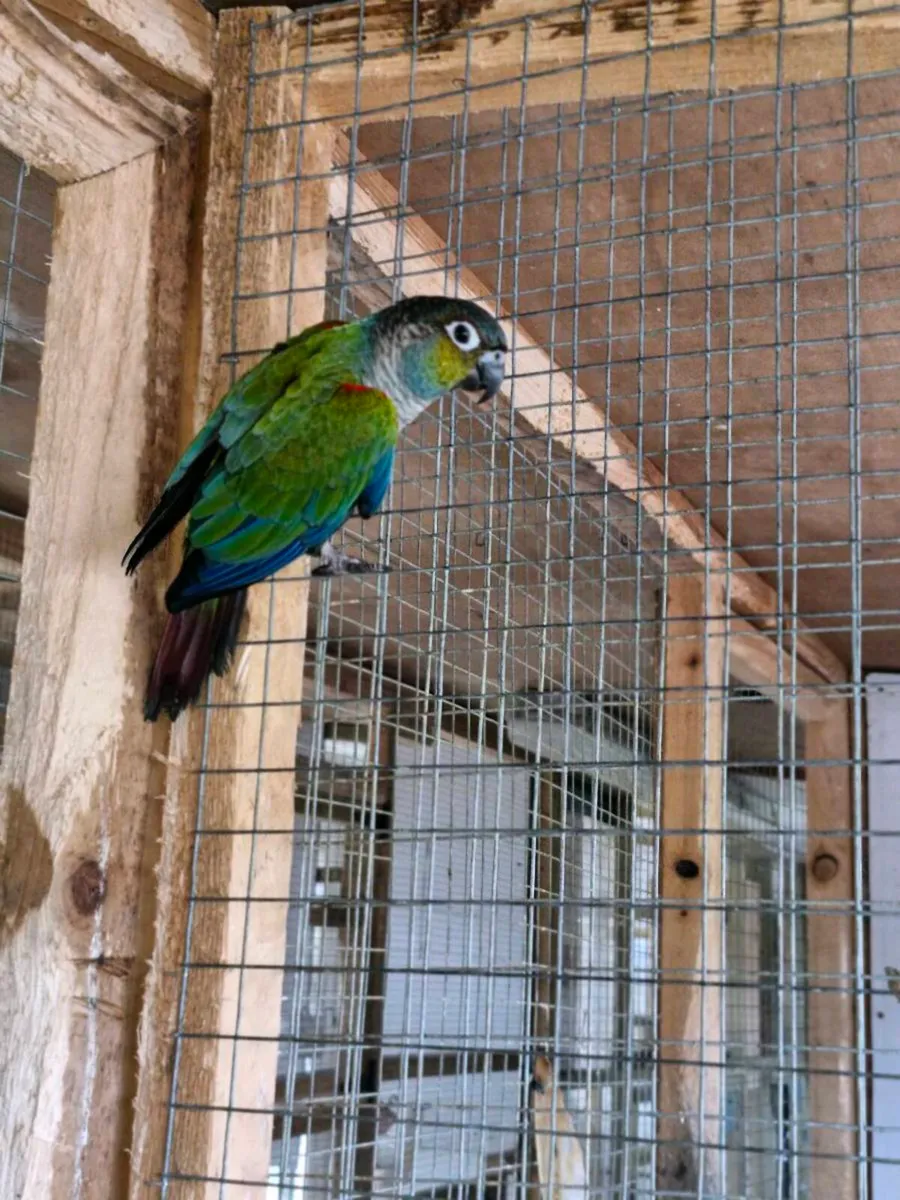 Crimson bellied conure - Image 2