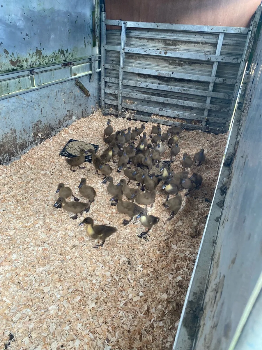 50 female khaki ducklings - Image 1