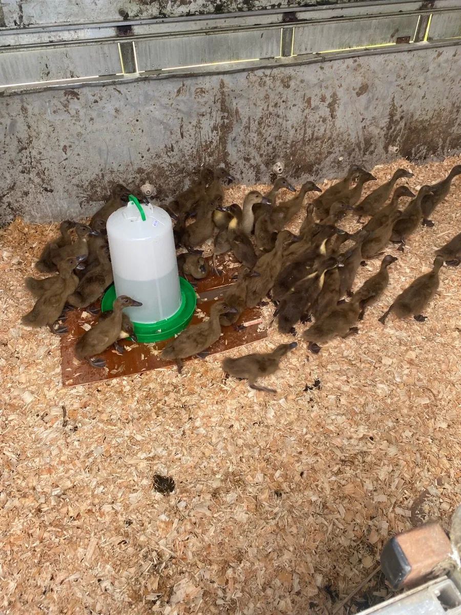 50 female khaki ducklings - Image 2