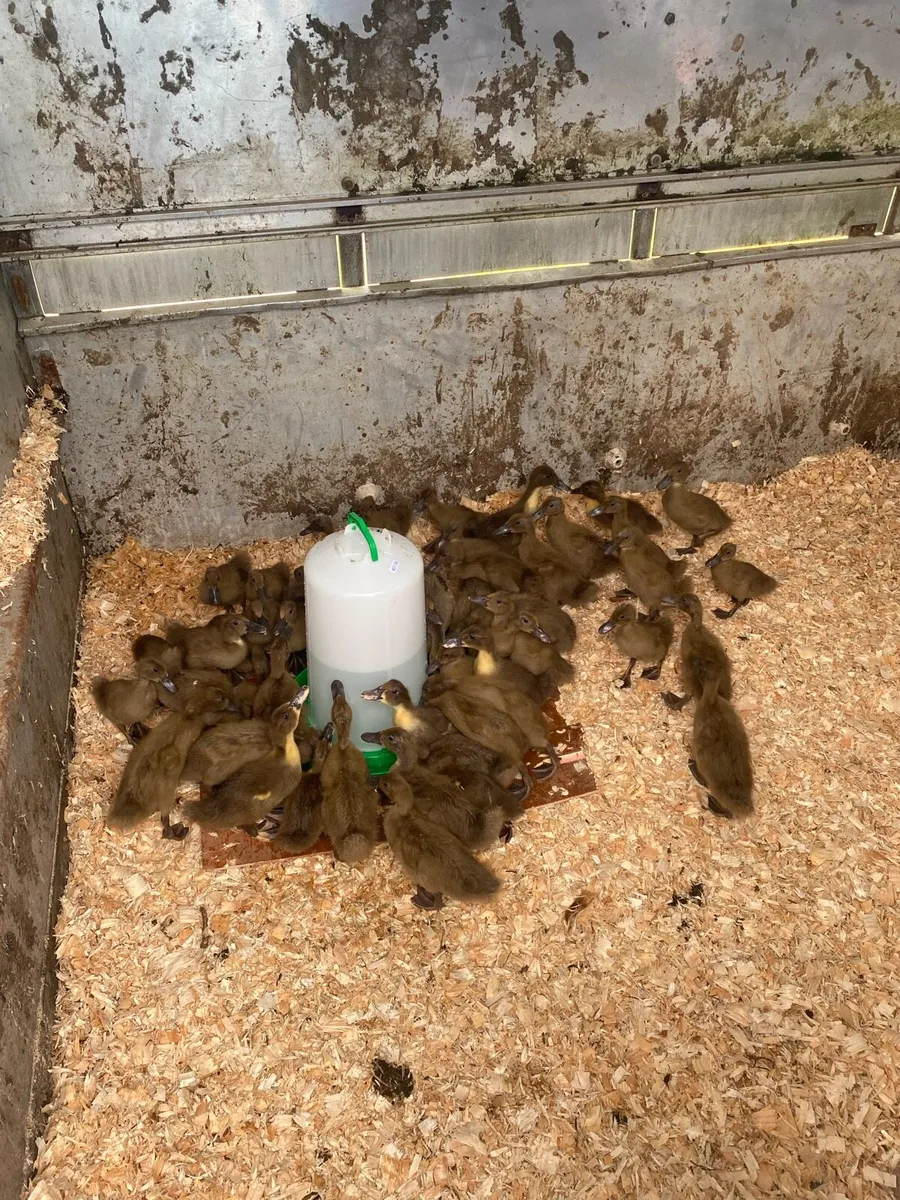 50 female khaki ducklings - Image 3