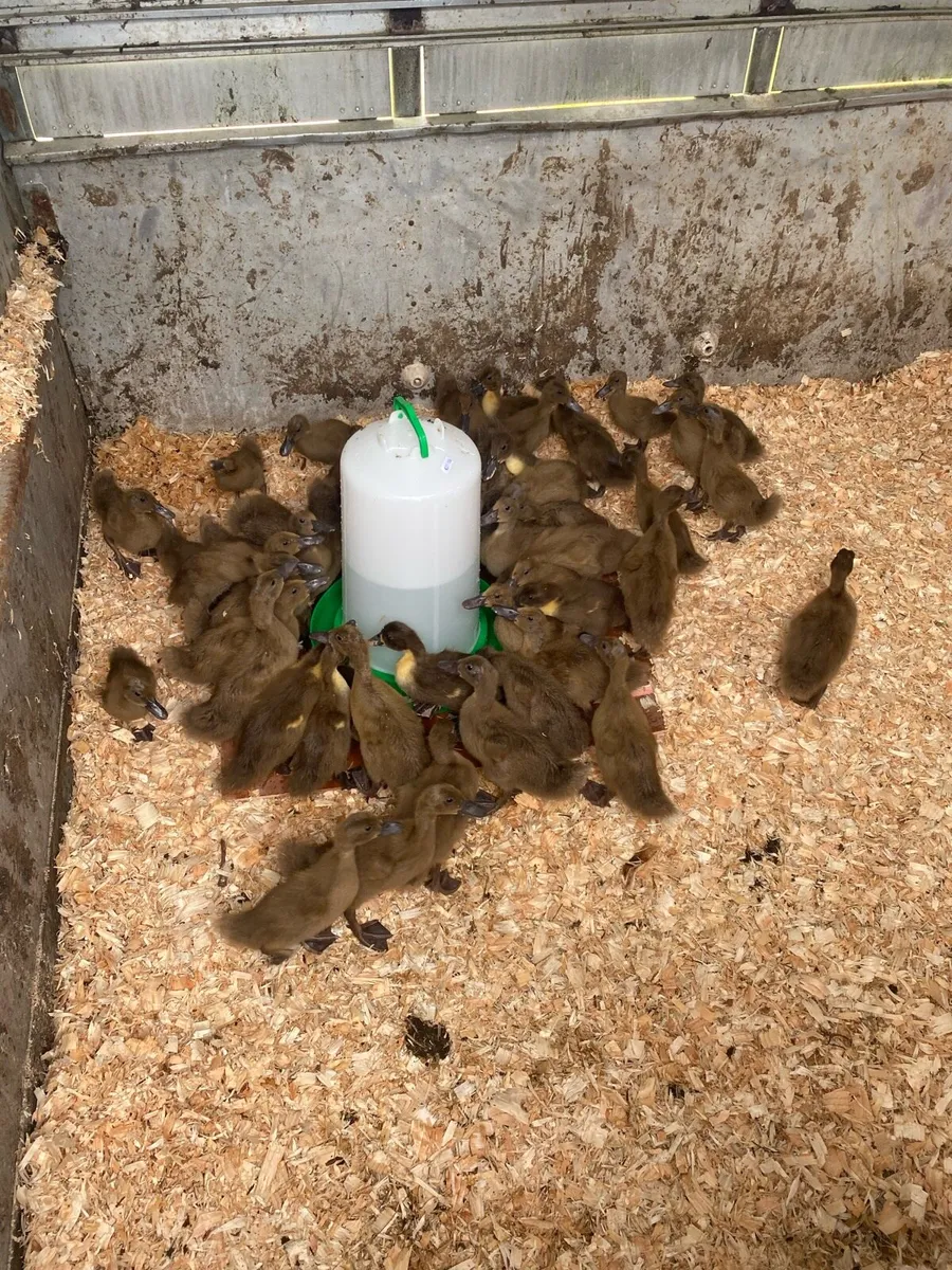 50 female khaki ducklings - Image 4