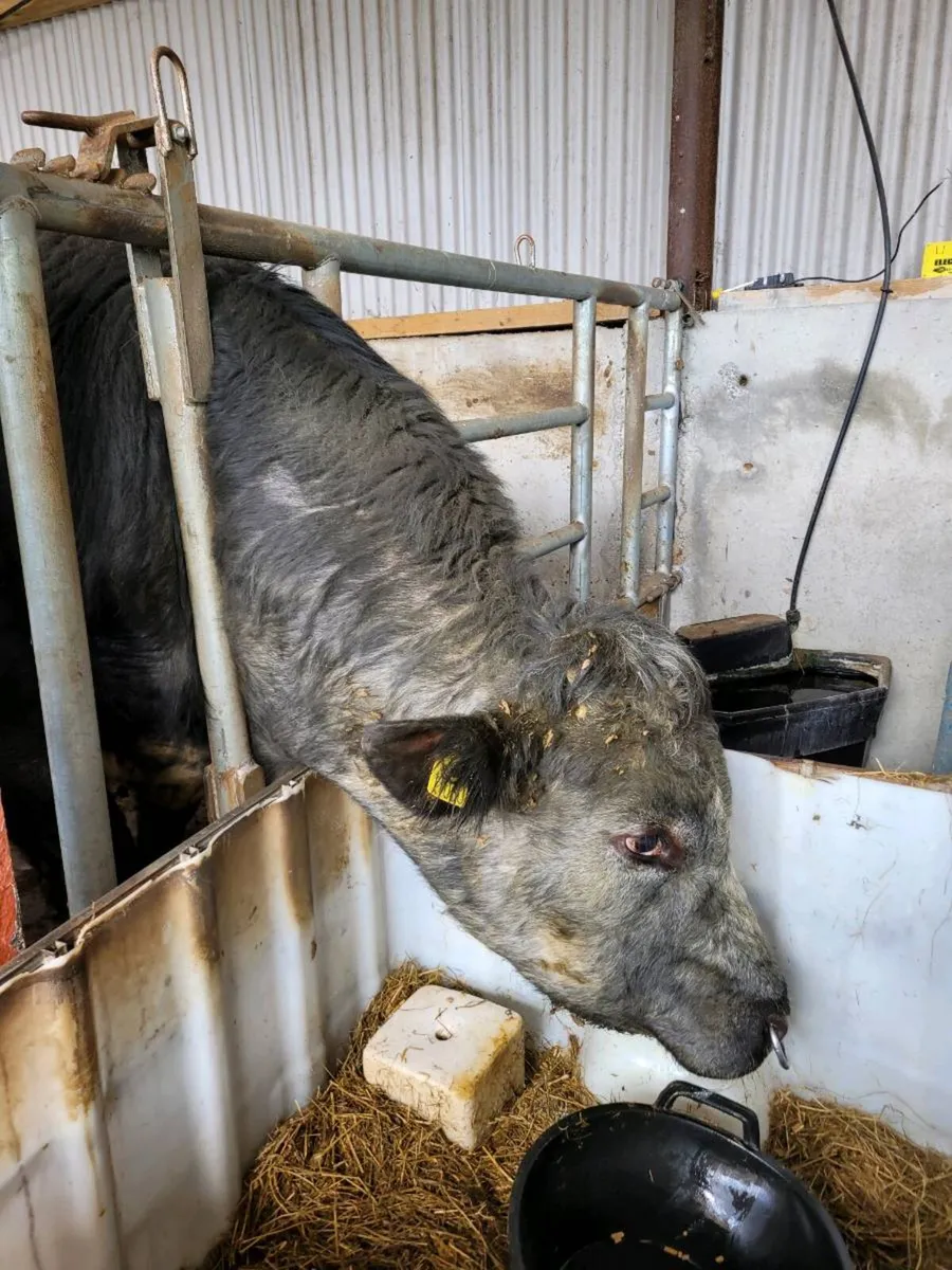 BB Lim X  Bull - Image 3