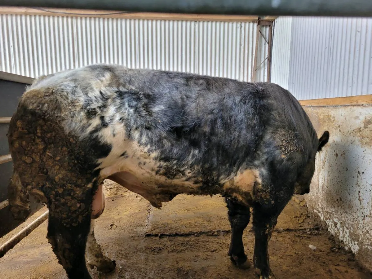 BB Lim X  Bull - Image 2