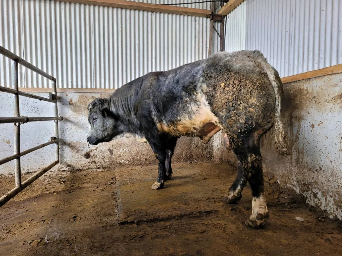 BB Lim X  Bull - Image 1