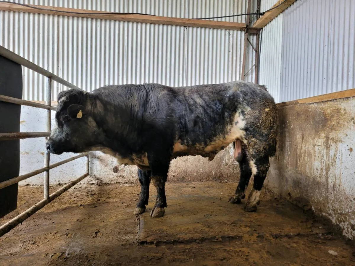 BB Lim X  Bull - Image 4