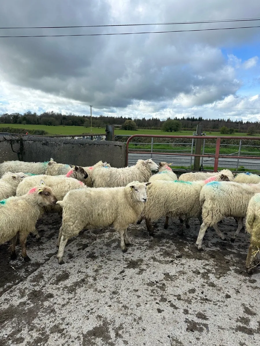 16 super hogget ewes - Image 1