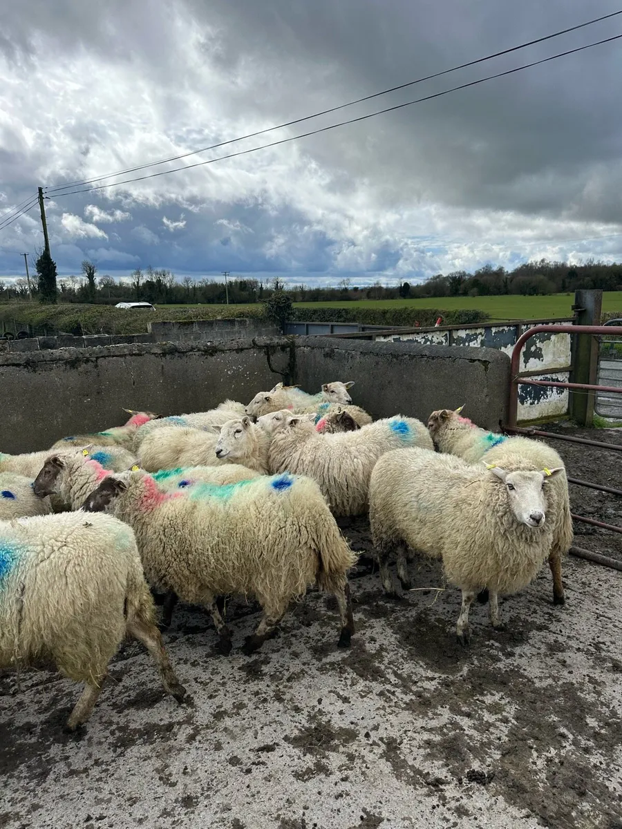 16 super hogget ewes - Image 3