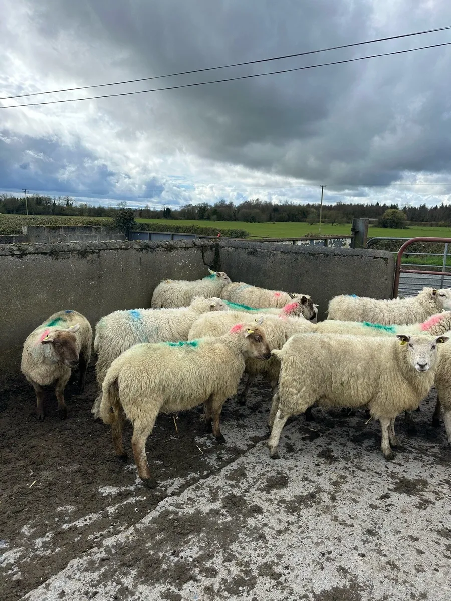 16 super hogget ewes - Image 2