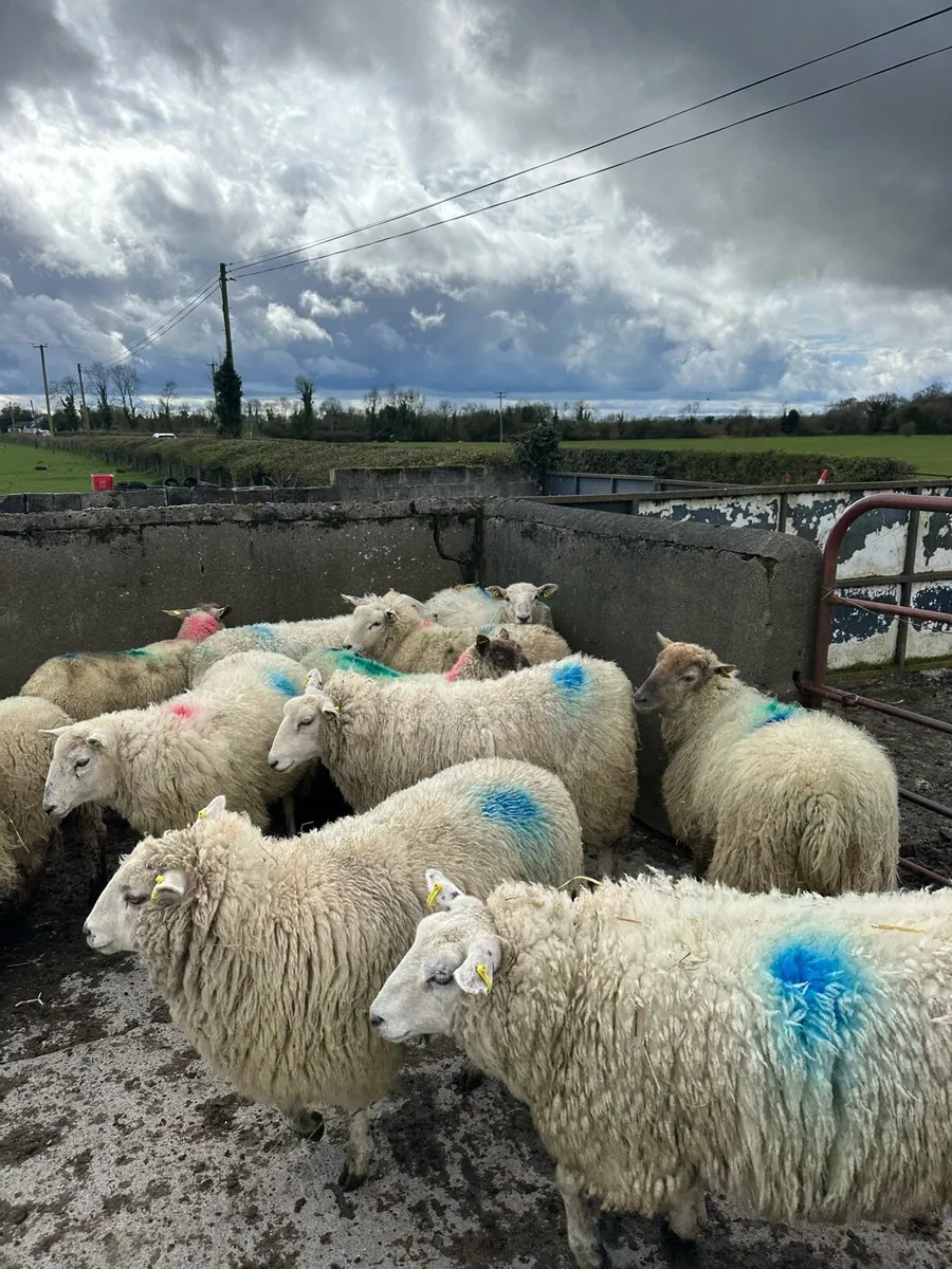 16 super hogget ewes - Image 4