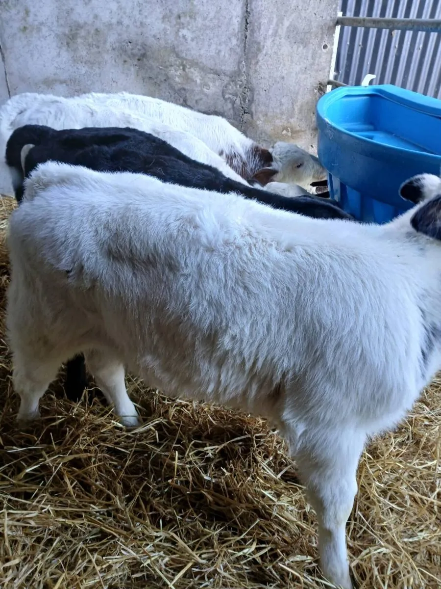 Two Belgian Blue Heifer calves - Image 1