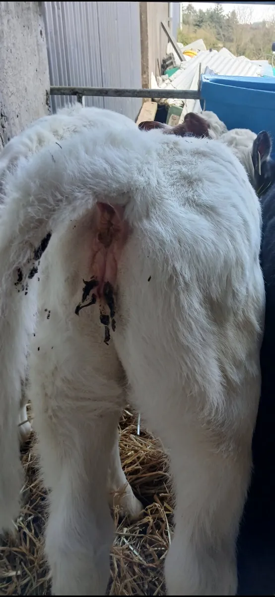 Two Belgian Blue Heifer calves - Image 2