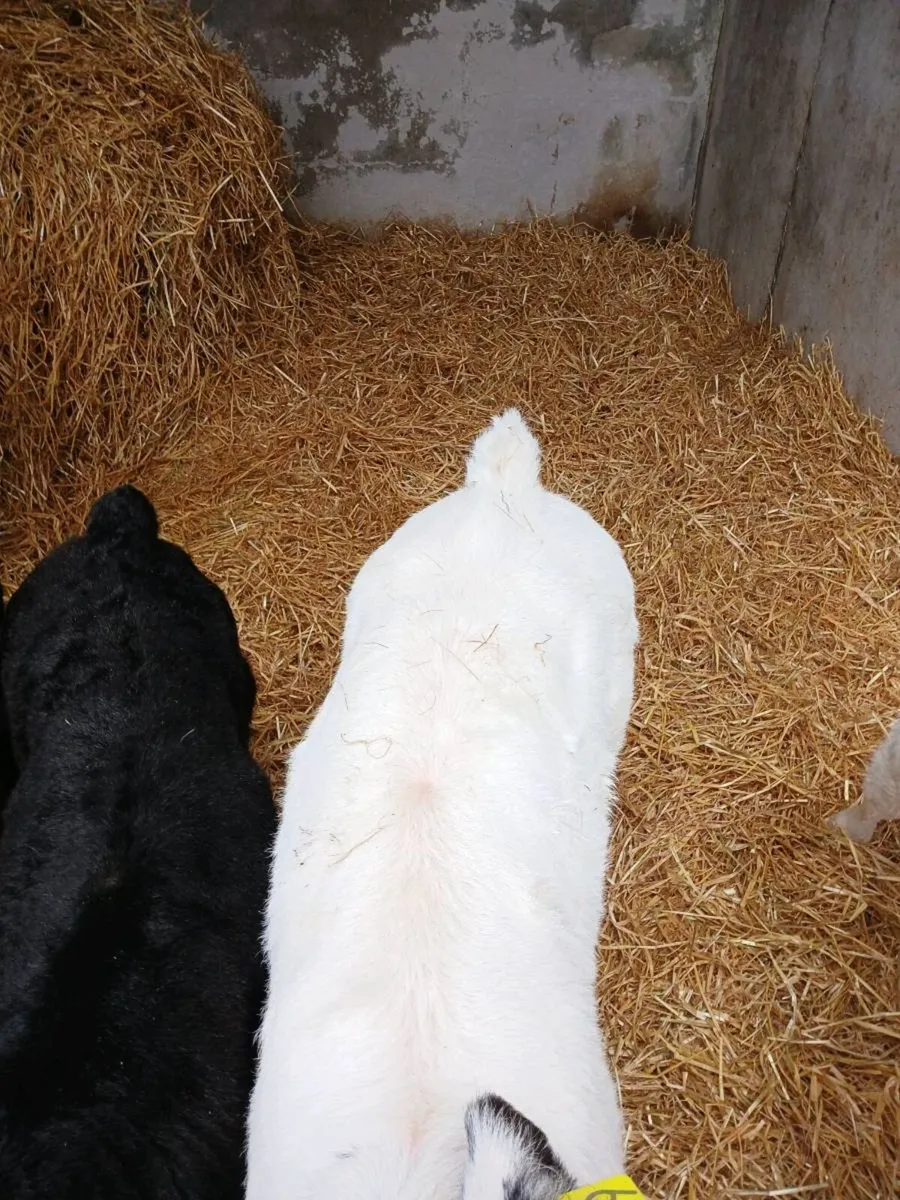 Two Belgian Blue Heifer calves - Image 3