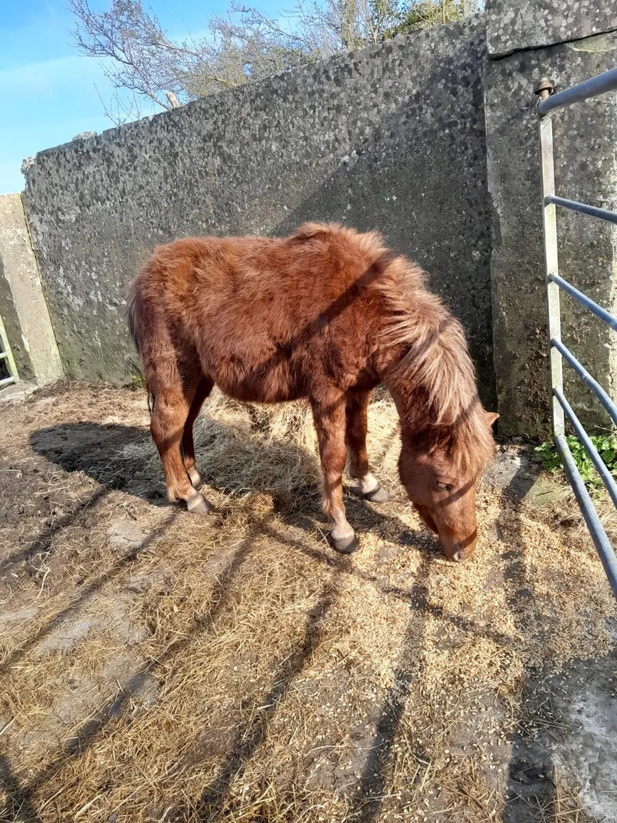 3Year Old Teaser – Quiet & Easy to Handle - Image 1