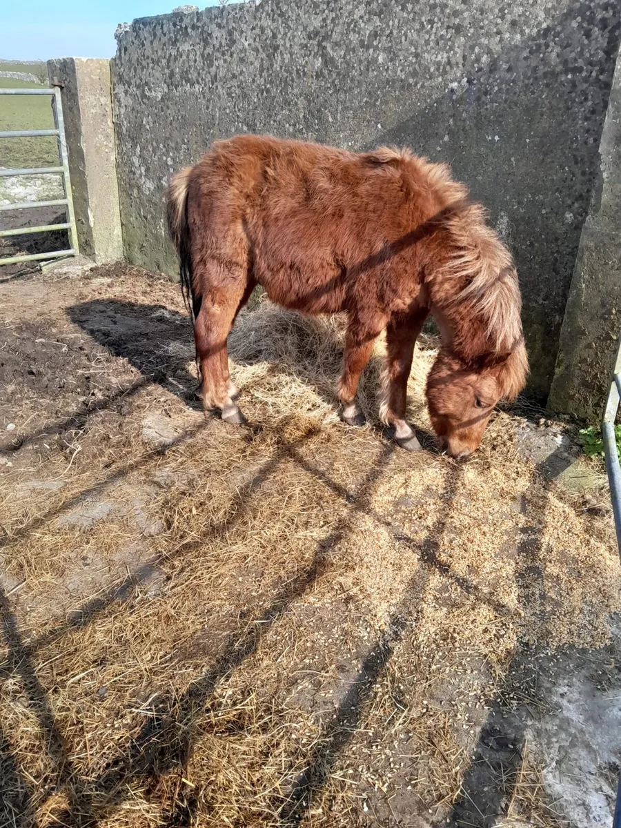 3Year Old Teaser – Quiet & Easy to Handle - Image 2