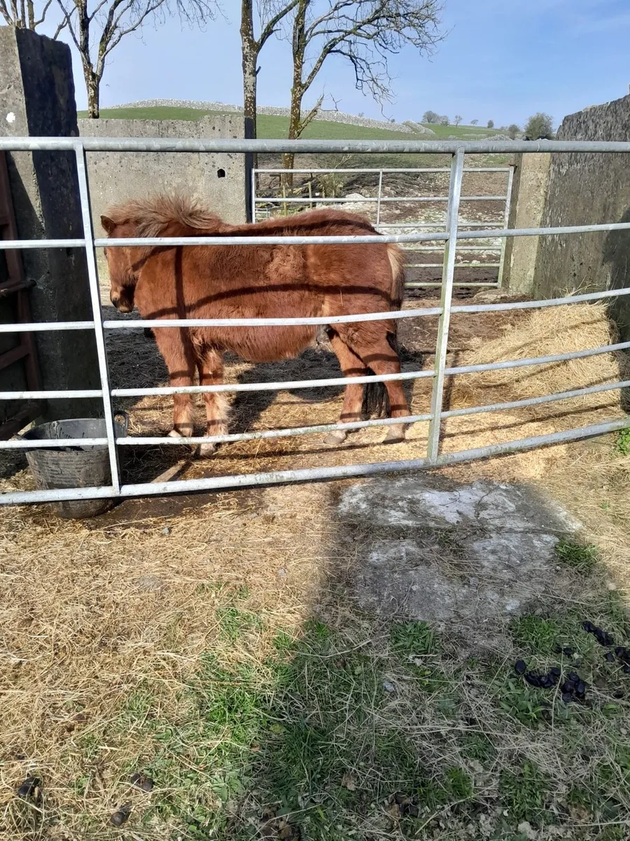 3Year Old Teaser – Quiet & Easy to Handle - Image 3