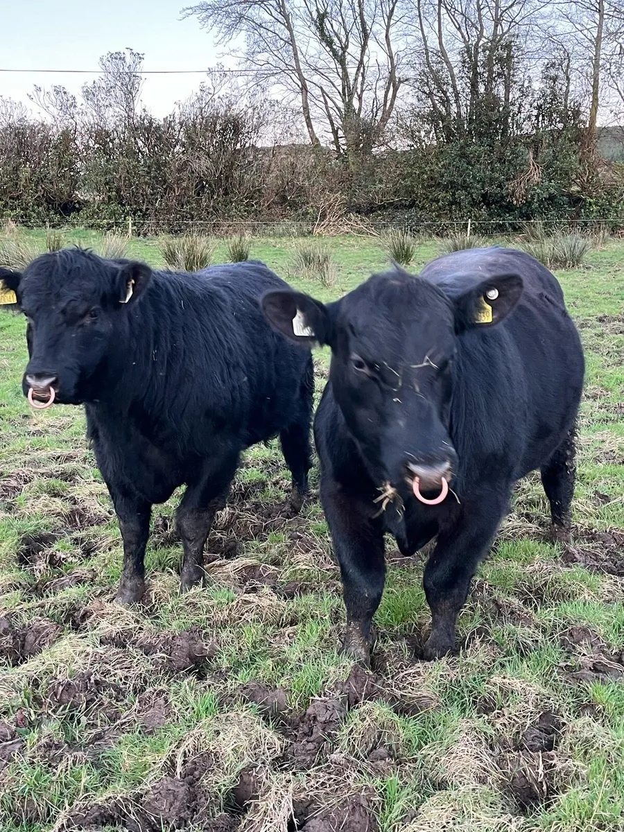 Pedigree Registered Aberdeen Angus Bulls - Image 1