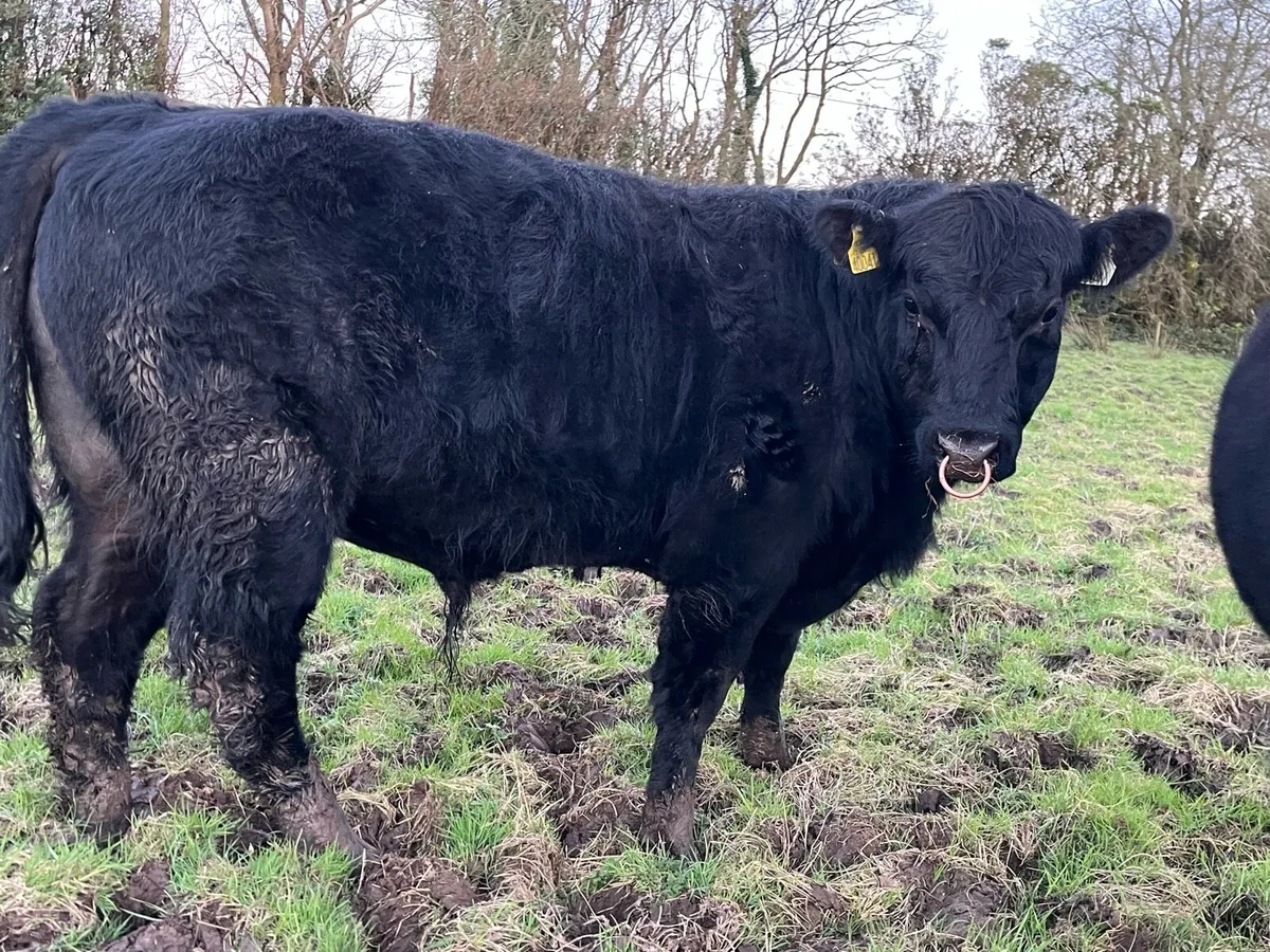 Pedigree Registered Aberdeen Angus Bulls - Image 3