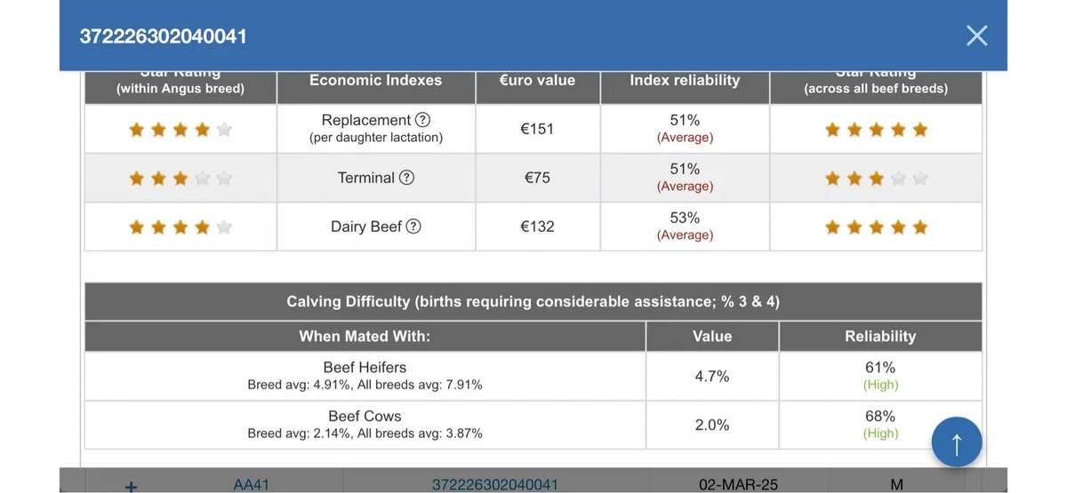 Pedigree Registered Aberdeen Angus Bulls - Image 4