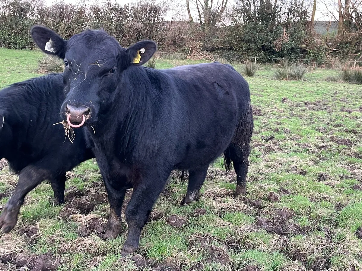 Pedigree Registered Aberdeen Angus Bulls - Image 2