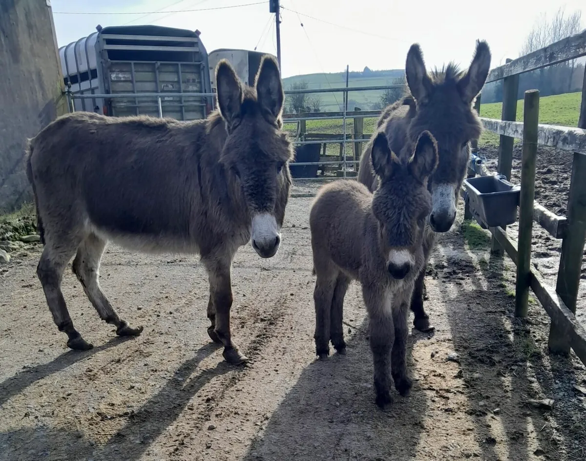 Quiet Mare with Foal & In-Foal Mare - Image 1