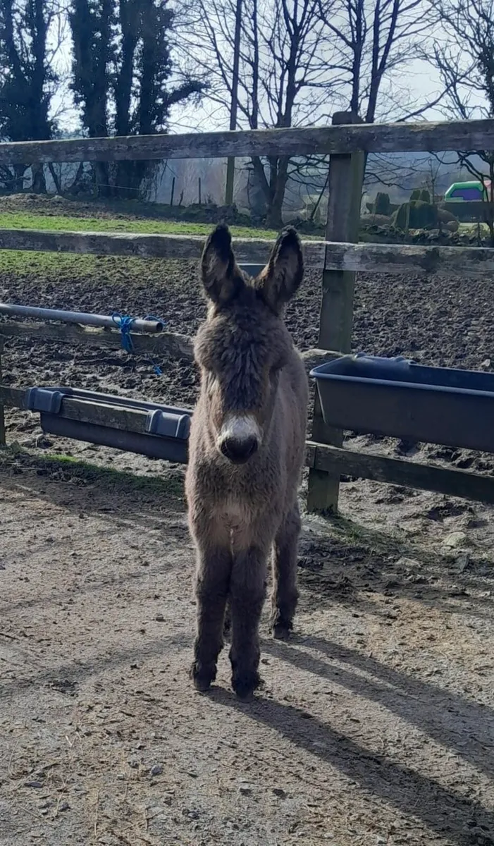 Quiet Mare with Foal & In-Foal Mare - Image 2