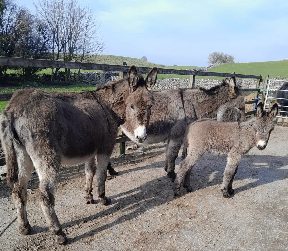 Quiet Mare with Foal & In-Foal Mare - Image 4