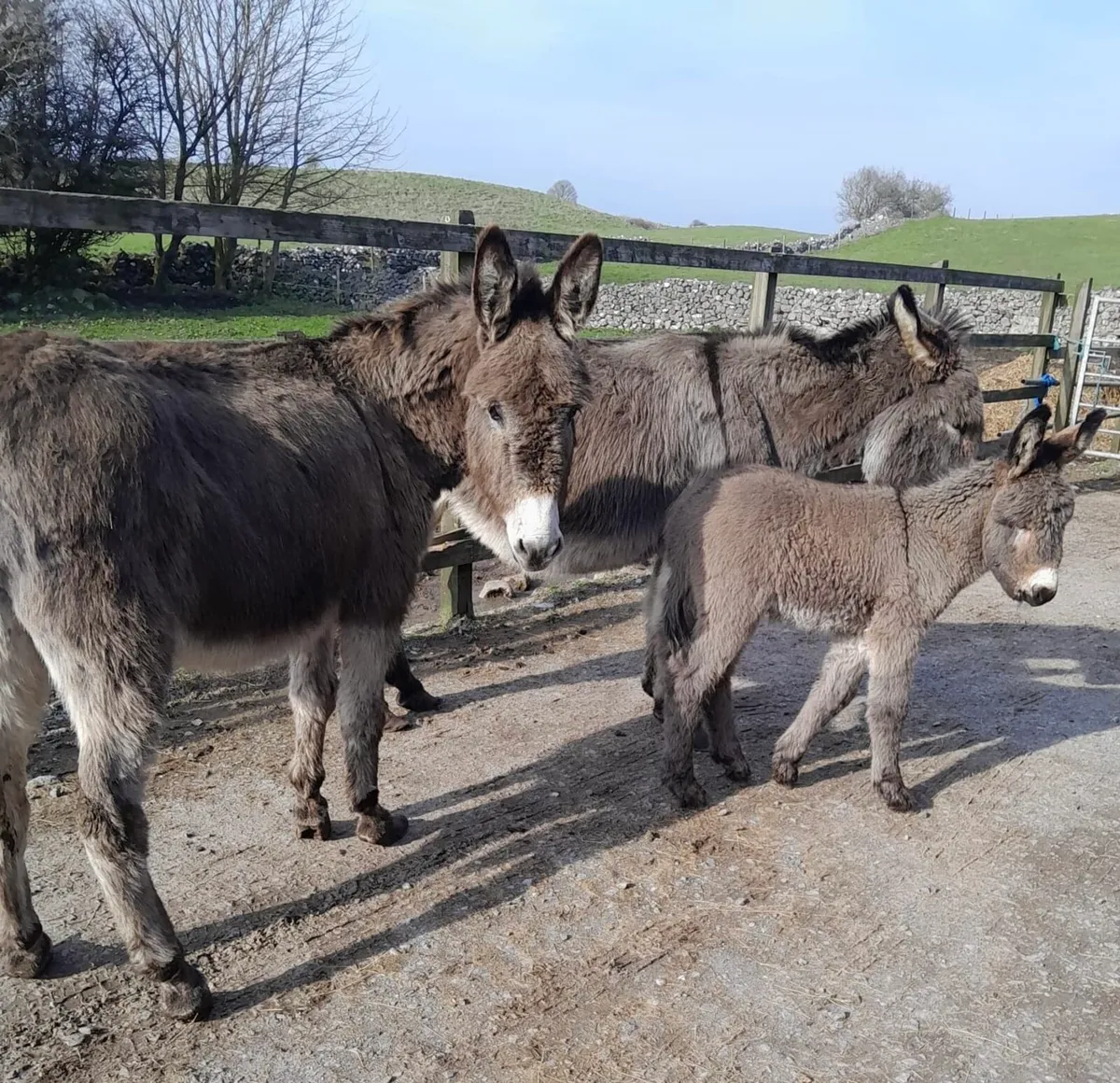 Quiet Mare with Foal & In-Foal Mare - Image 3