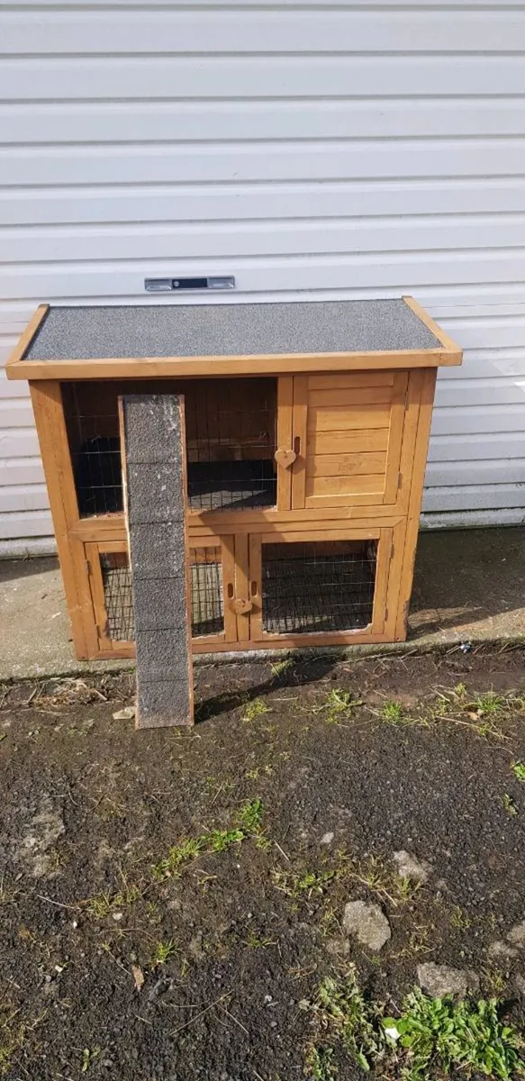 Purebred Mini lop Bunnies/rabbits and cages - Image 4