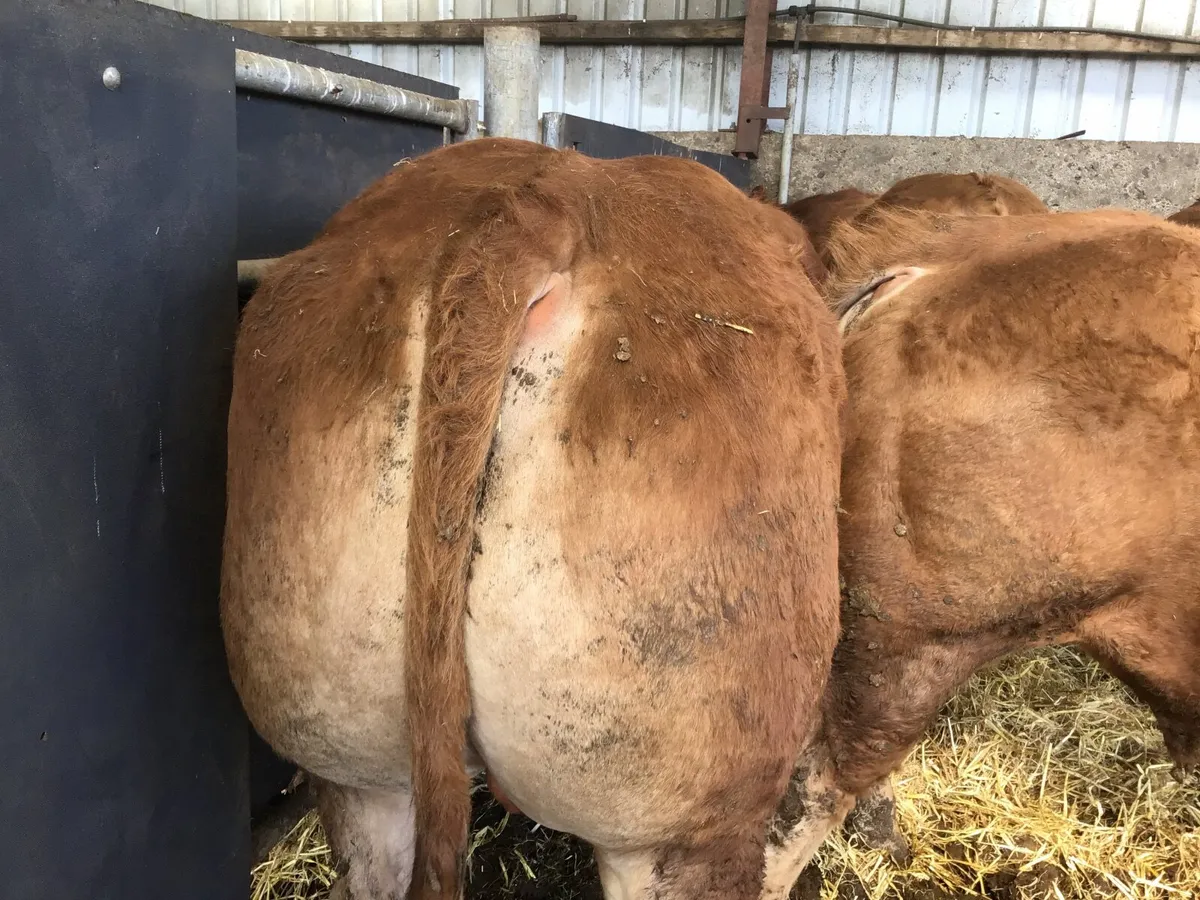 Pbr limousine bulls - Image 3