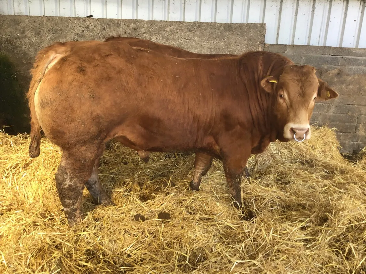 Pbr limousine bulls - Image 2