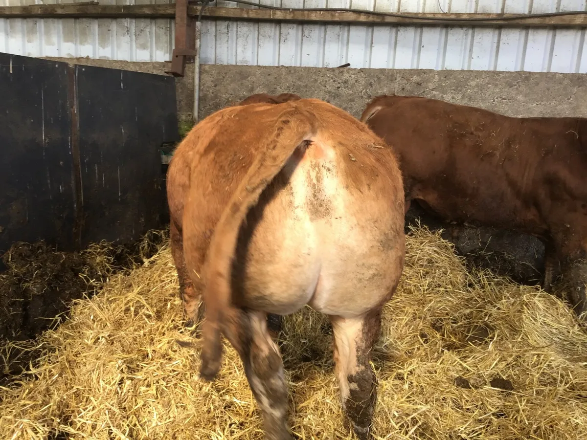 Pbr limousine bulls - Image 4