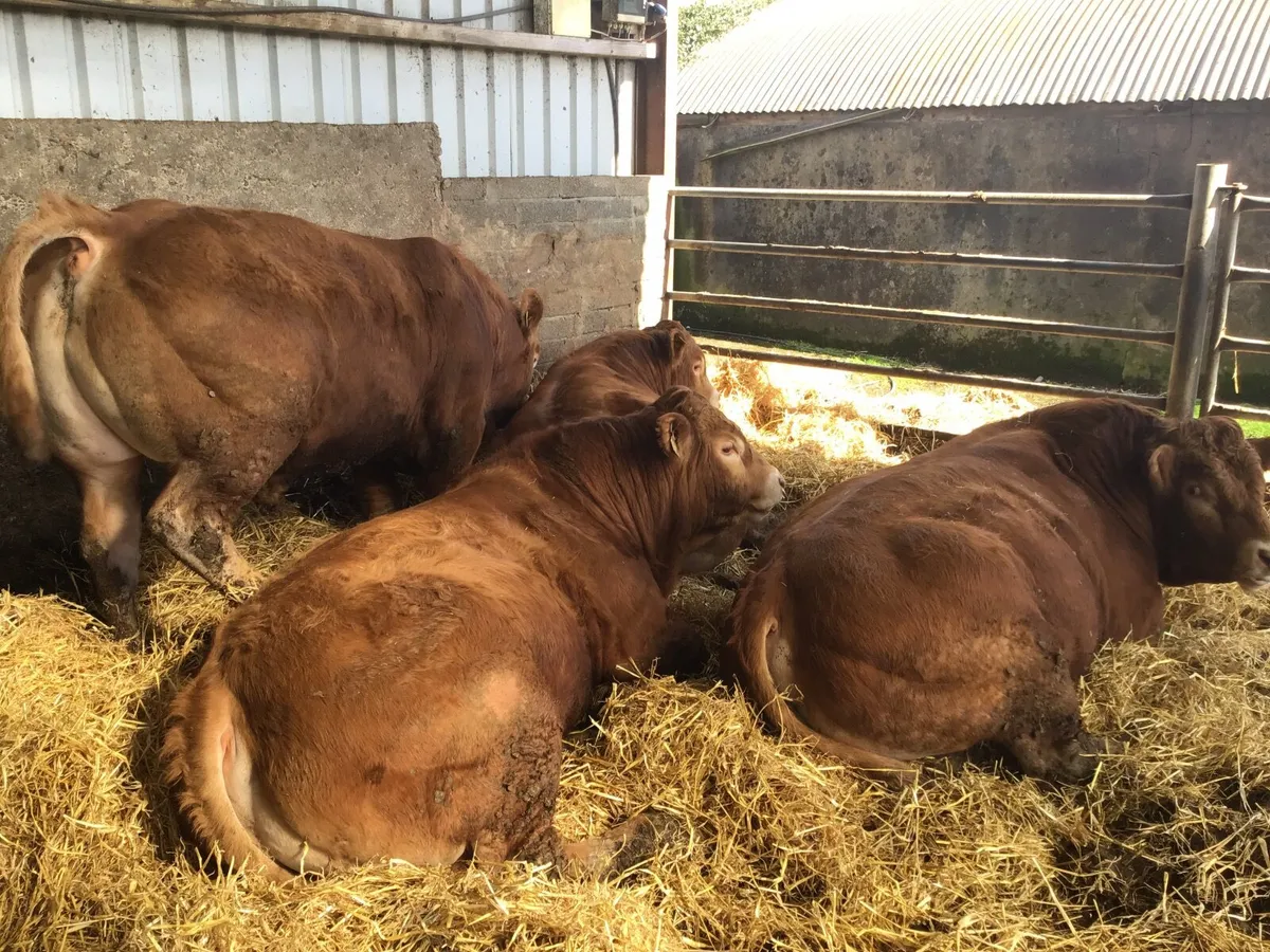 Pbr limousine bulls - Image 1