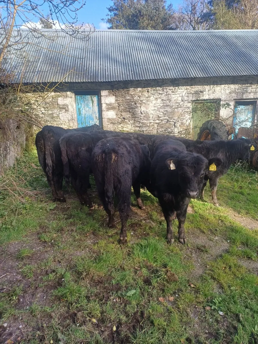 Organic bull weanlings - Image 1
