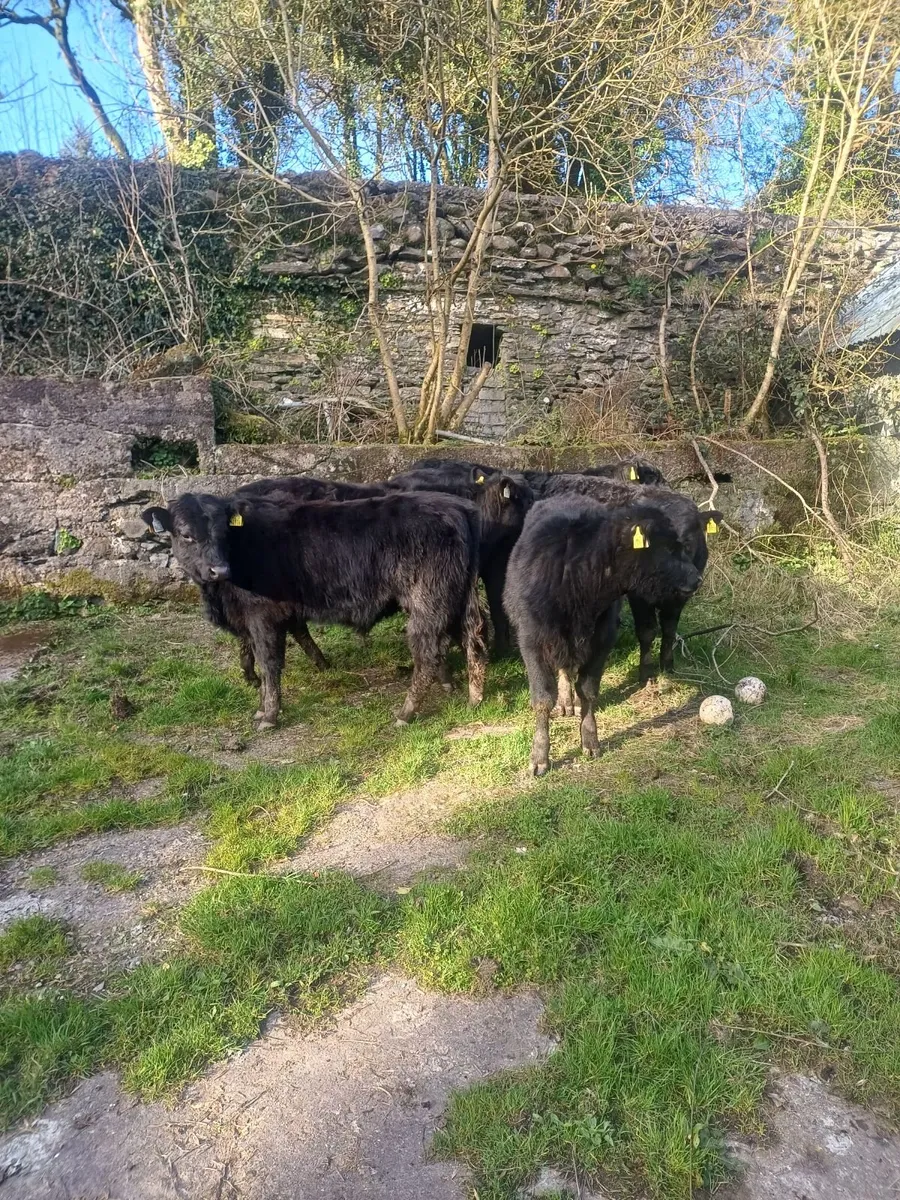 Organic bull weanlings - Image 2