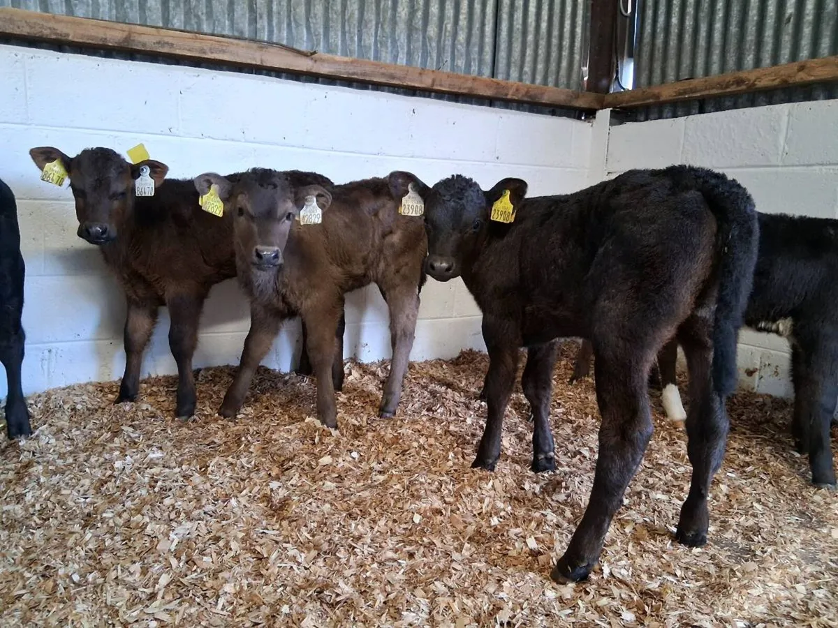 7 HEIFER CAVLES - Image 2