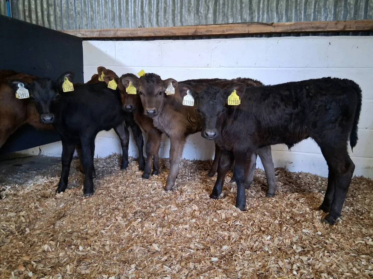 7 HEIFER CAVLES - Image 1