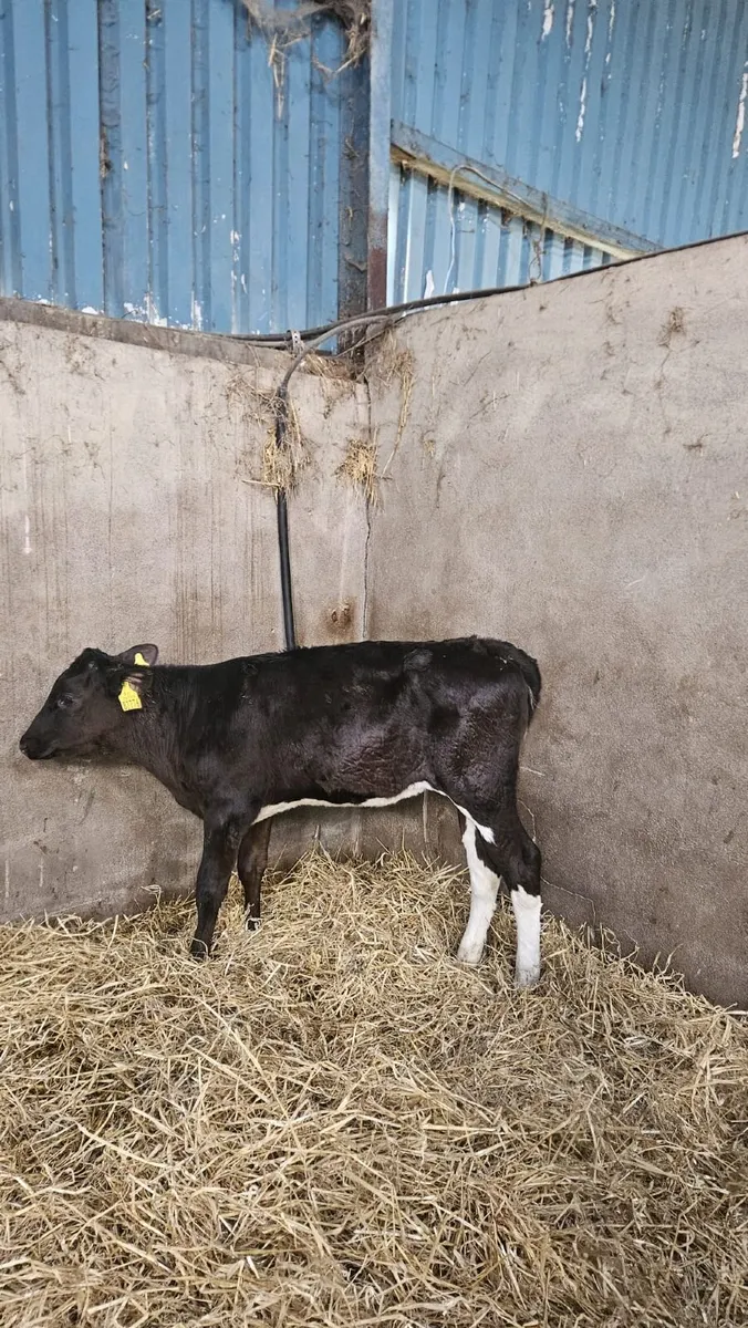 28 PED FR HEIFER CALVES- BANDON MART 6 APRIL - Image 4