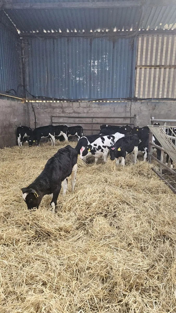28 PED FR HEIFER CALVES- BANDON MART 6 APRIL - Image 3