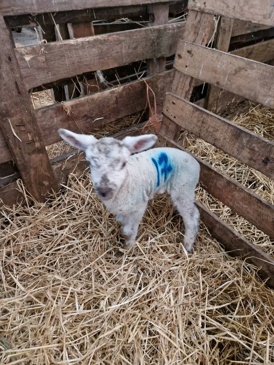 Suck lamb / Pet Lamb