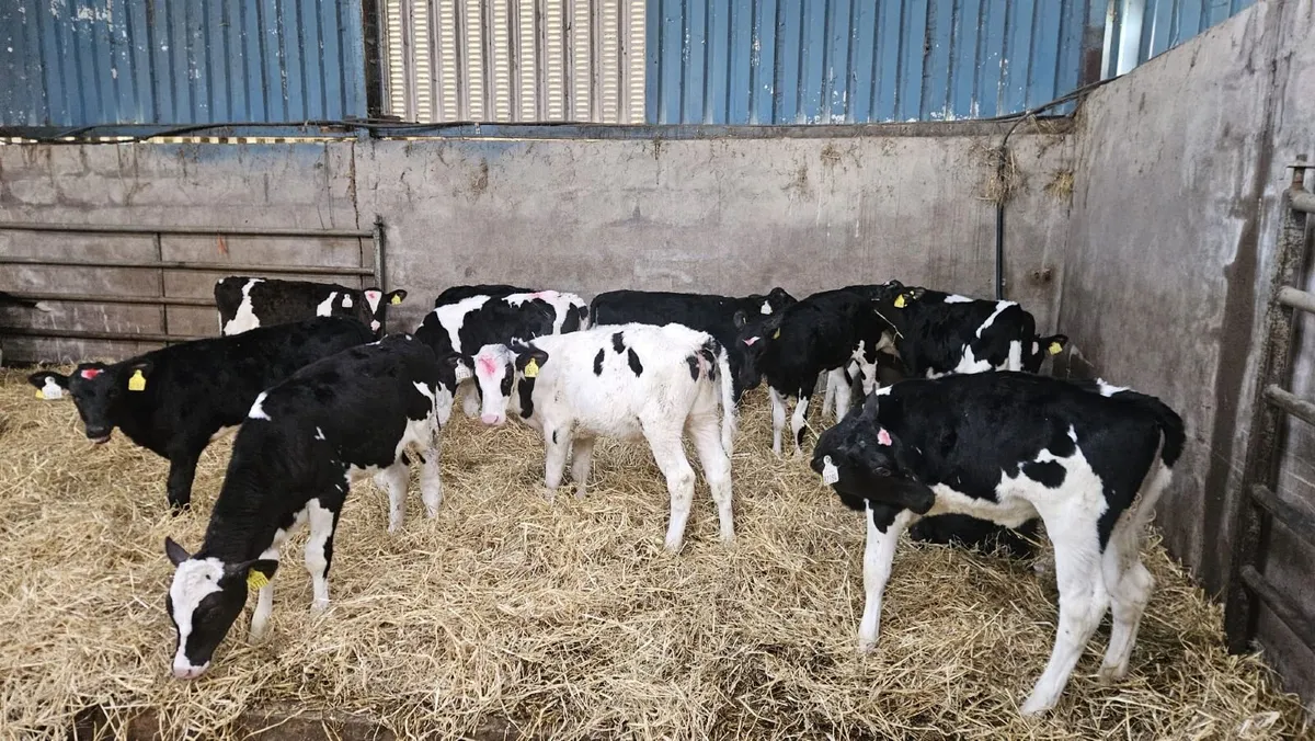 28 PED FR HEIFER CALVES- BANDON MART 6 APRIL - Image 1