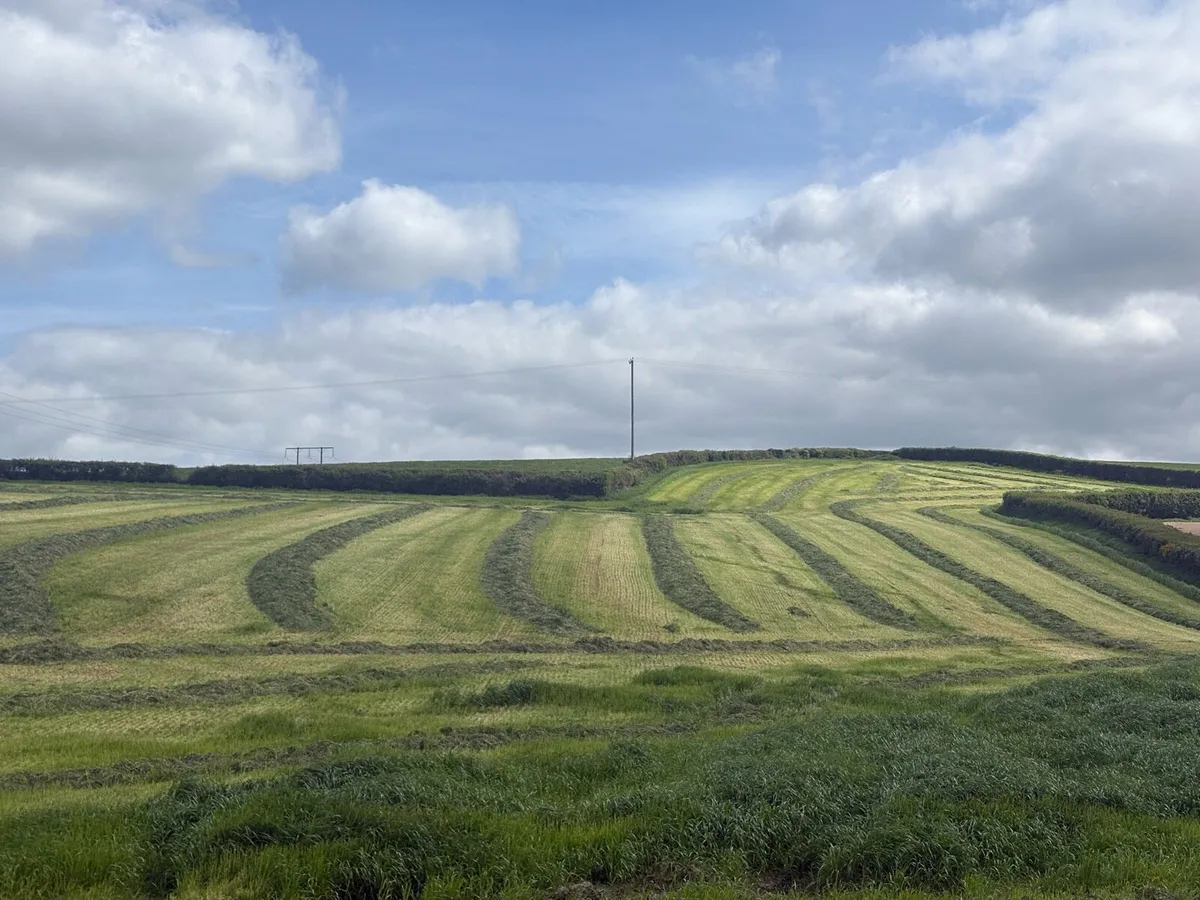 High energy grass silage - Image 1