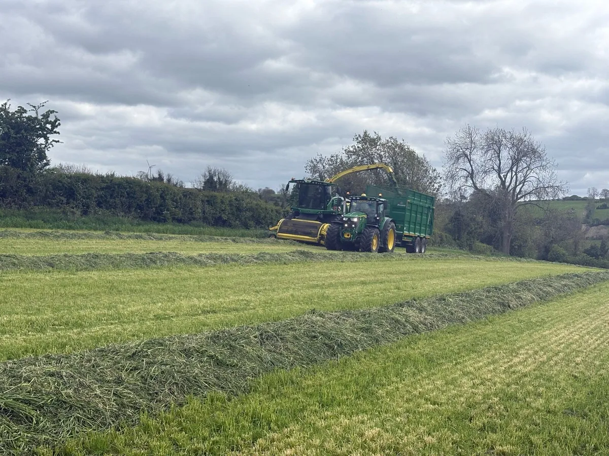 High energy grass silage - Image 3